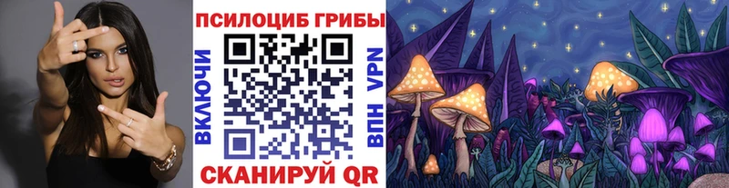 мега   Камышин  Галлюциногенные грибы Psilocybine cubensis 